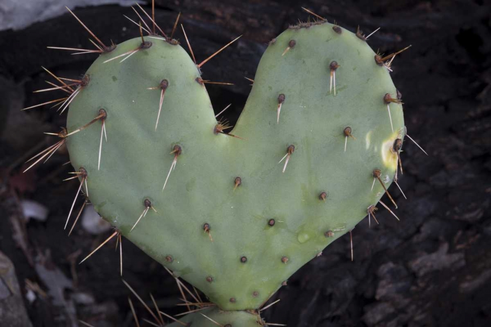 TX, Guadalupe Mountains NP Prickly-pear cactus